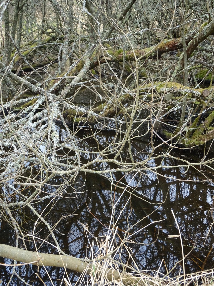 HairyAngus's tweet photo. The bog in the middle of the forest is hoachin we frogs but every time I go near they ploop under water and I can't photograph them, gonna have to sneak up !
#FrogBog https://t.co/kQ9cImSVwr