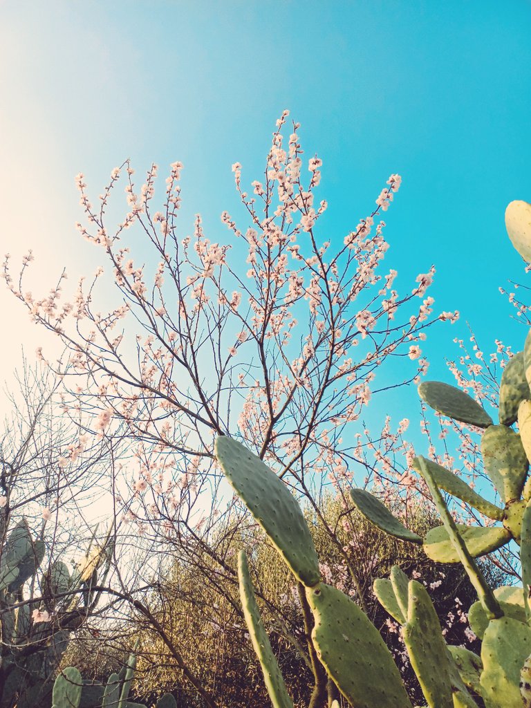 Che cosa sono i fiori?
non senti in loro come una vittoria?
la forza di chi torna
da un altro mondo e canta
la visione. 

Mariangela Gualtieri 
<a href="/SalaLettura/">©️ Il Caffè Letterario</a> #IlLinguaggioDellaNatura