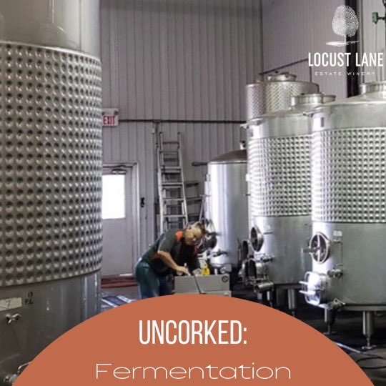 Fermentation is an essential part of the winemaking process. By adding yeast to the grape juice in these fermentation tanks, grape juice becomes alcohol! During this process, the wine also begins to develop its unique flavour and palette! 🍷

#LocustLane #Wine