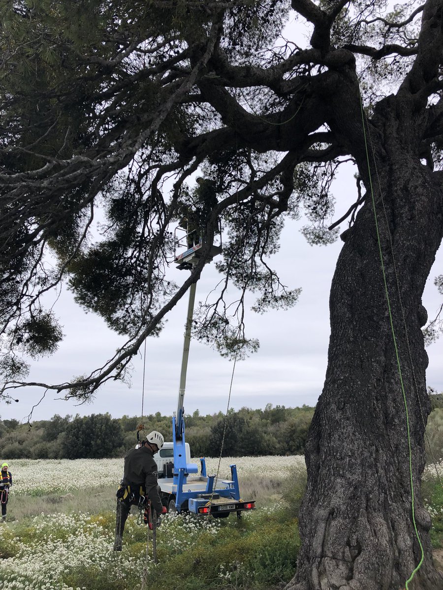LColl_'s tweet photo. Hairdressing session for this monumental Aleppo pine tree to get mistletoe out of its canopy! #PinodeValdenavarro #LifeADAPTALEPPO https://t.co/0bCHhSieQQ