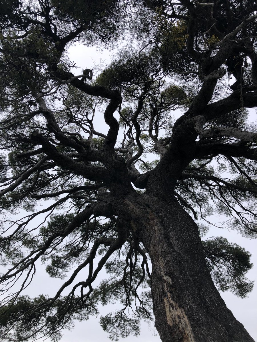 LColl_'s tweet photo. Hairdressing session for this monumental Aleppo pine tree to get mistletoe out of its canopy! #PinodeValdenavarro #LifeADAPTALEPPO https://t.co/0bCHhSieQQ