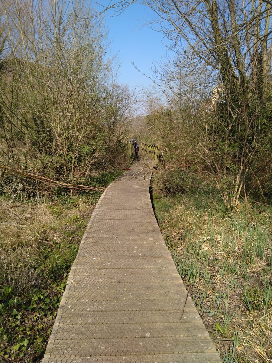 Storm damage clearing at Alderman Canal LNR today, and 3 new fruit trees planted in the community orchard the there - all Suffolk varieties from the East Anglian Apples & Orchards Project. @IpswichGov @WildIpswich #fruittree #orchard #volunteers #communityorchard #wildlife