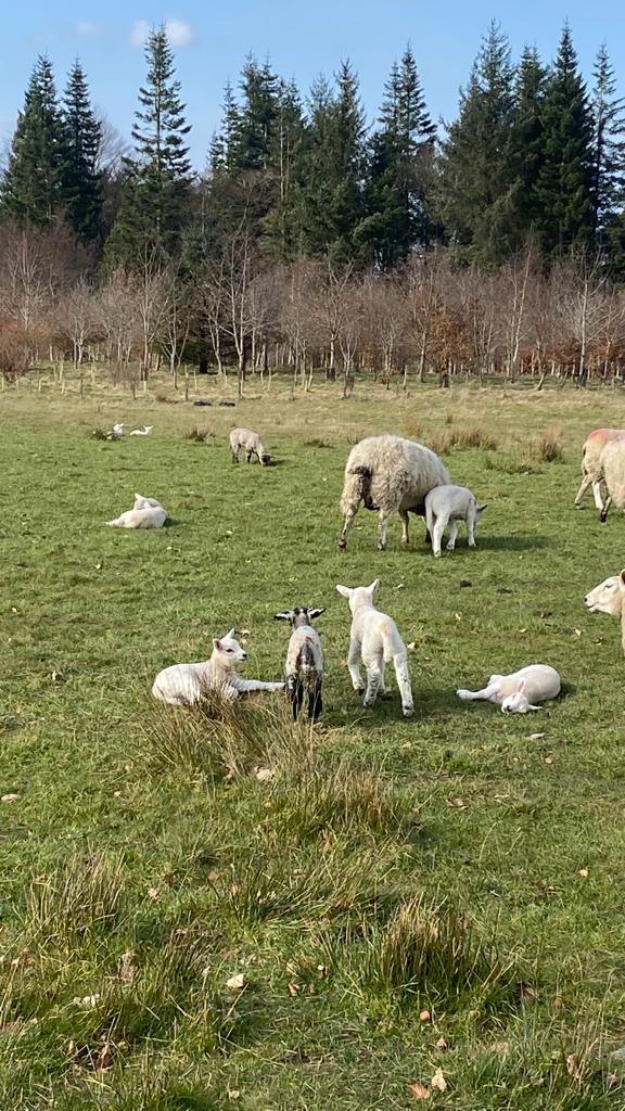 Met some new friends whilst finishing off a Forest Kindergarten course run by @playisourwork. I have some new knots to practise and got to see their fantastic outdoor nursery 😀.