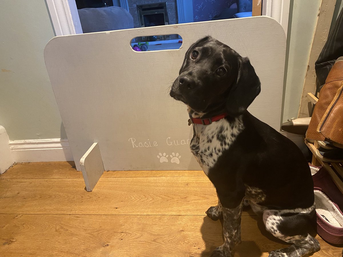 Rosie_1st's tweet photo. Mum tried to go to work and leave me behind this morning. I protested and jumped over the stair/door guard. Mum said uh oh, you is definitely growing Rosie! #dogsoftwitter #cockador #puppylove https://t.co/DTxcWZ4YlQ