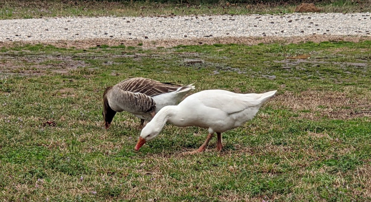 Currently all our pilgrims are siblings, we are hoping to pick up more goslings and hatching eggs this season as we build our flocks. Pilgrim geese are auto-sexing, so it's easy to tell them apart. Bring on the cute! #geeseOfInstagram #TiedtHonkers #pilgrimGeese
