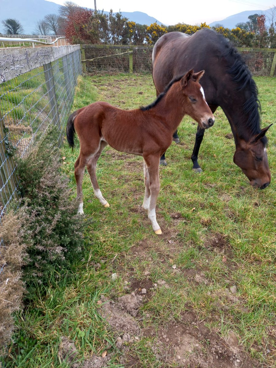StudUniversal's tweet photo. A real dapper looking little colt came into our world yesterday, ( Lovin Spoonful × Ten Sovereigns), the lads here @StudUniversal have played a blinder, alls went well, with loads more excitement to come!! #UniversalStud https://t.co/SWsxkGpu4O