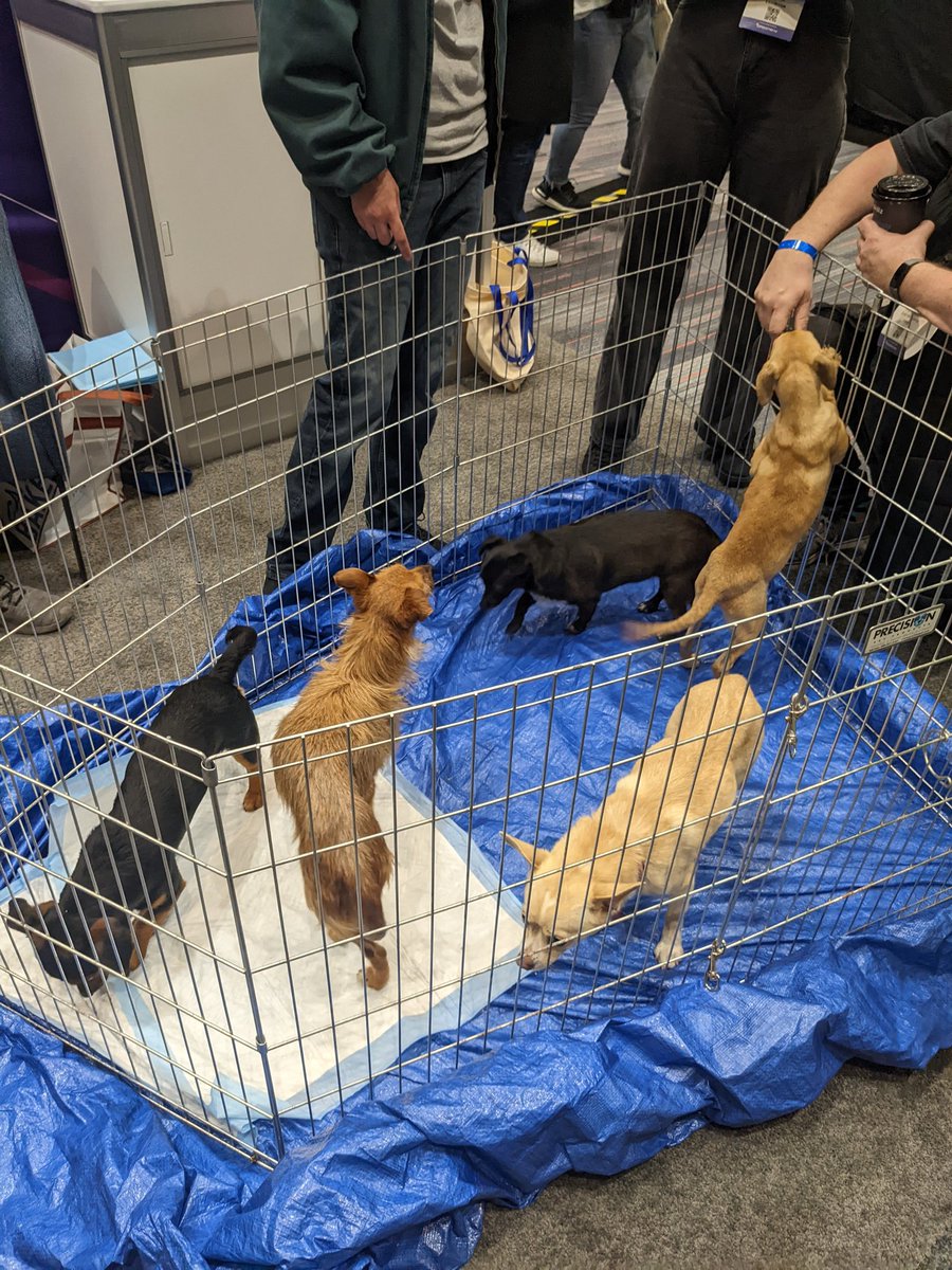 MaryKCassin's tweet photo. Whoever thought to bring puppies to #GDC2022 is an angel and I appreciate them https://t.co/VHcP0IZ76f