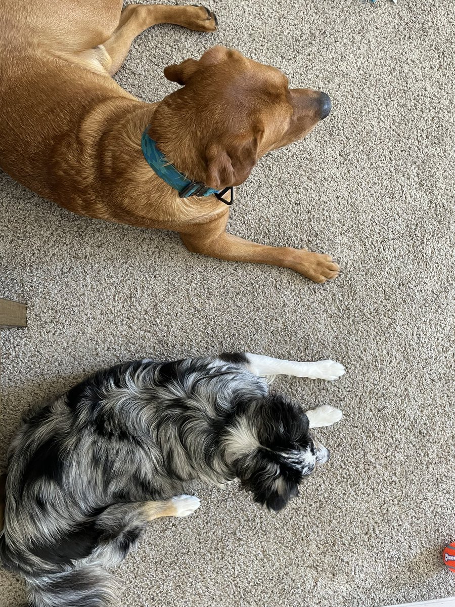 thenorthaussie's tweet photo. My boyfriend is staying with me for a couple of days! I am so happy. 🥰 #thenorthaussie #twitterdogcommunity #DogsofTwittter https://t.co/FTIV2QrWhg