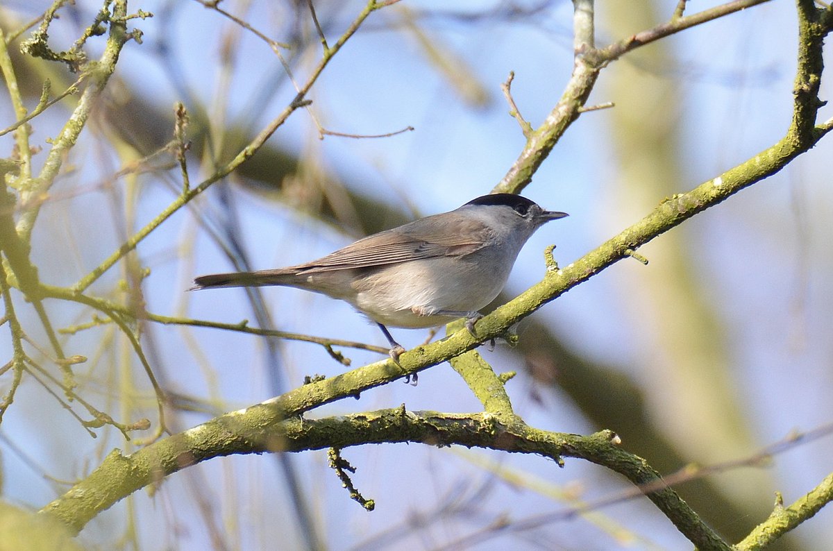 Dom Gwilliam-Bell tweet media