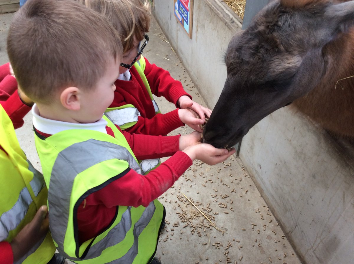 Millbrooknews's tweet photo. Our Reception class had a wonderful day at the farm 🐢🐑🐄🐐🐖🦆
We fed the animals, washed the tortoises, stroked the rabbits, had a tractor ride and planted a sunflower seed. The sun was shining too ☀
#cockfields #farmlife #funinthesun #animals https://t.co/SnEItaZRaE