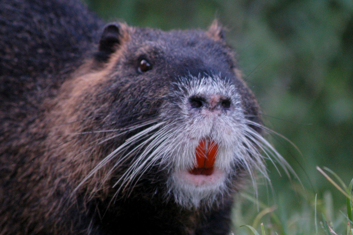 #Nutria #FireAnts and citris tree-destroying bugs are just some of the peskiest #invasivespecies in Texas and #Houston. Meet more of them here: bit.ly/3Liku2d <a href="/HoustonPubMedia/">Houston Public Media</a> <a href="/SamHoustonState/">Sam Houston State</a>