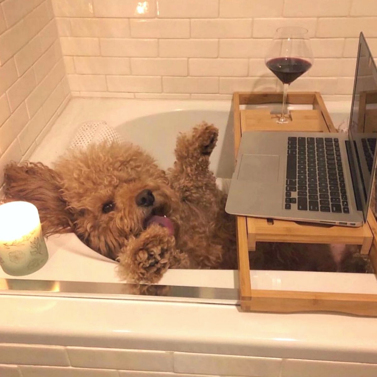 When you remember that SIBU now offers Afterpay. 

Time to shop! 🛍💻

📷: <a href="/samsonthedood/">Samson the Dood</a>