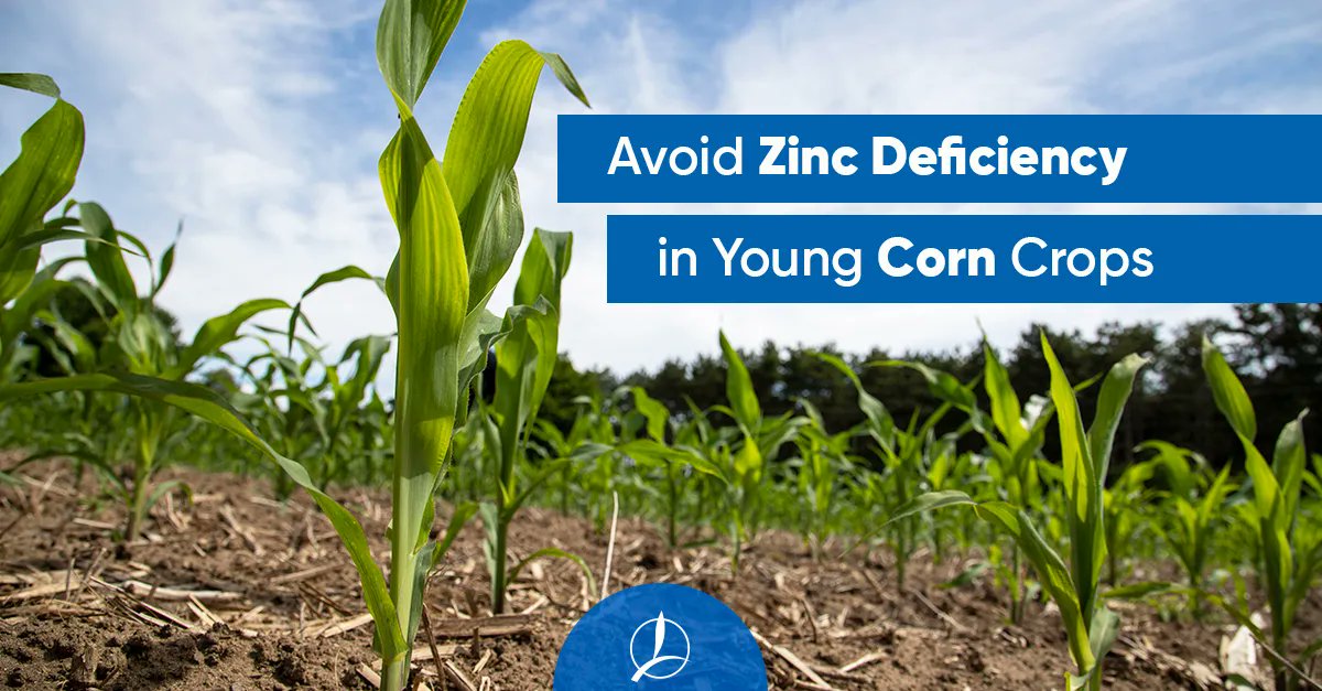 TimacAgroUSA's tweet photo. Give the right start to your corn crop. Early zinc deficiency can compromise plants’ growth and development. With 5% ammoniated zinc in its formulation, Fertiactyl Corn Plus is designed to help increase root growth, crop stand, and lessen early season stress. https://t.co/AXHlw5kbu5