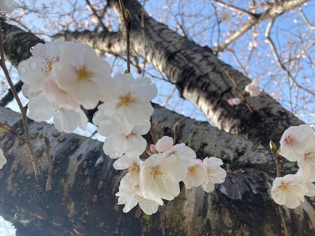 kurasikaiteki3's tweet photo. おはようございます

今の私の心に響いた言葉は
キケロの名言
✅始まりは、どんなものでも小さい。

だから
✅小さく始めて大きく育てよう！と私は思います☺️

#おは戦40326md 🍩
#愛拶0326
#おはよう戦隊0326 https://t.co/wygWLZoRXy