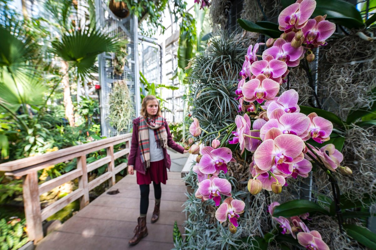 The United States Botanic Garden (USBG) will reopen the Conservatory to the public on April 1, 2022, marking a full reopening of all areas of the USBG. Entrance to the USBG is free and timed tickets will not be required. usbg.gov/usbg-fully-reo…