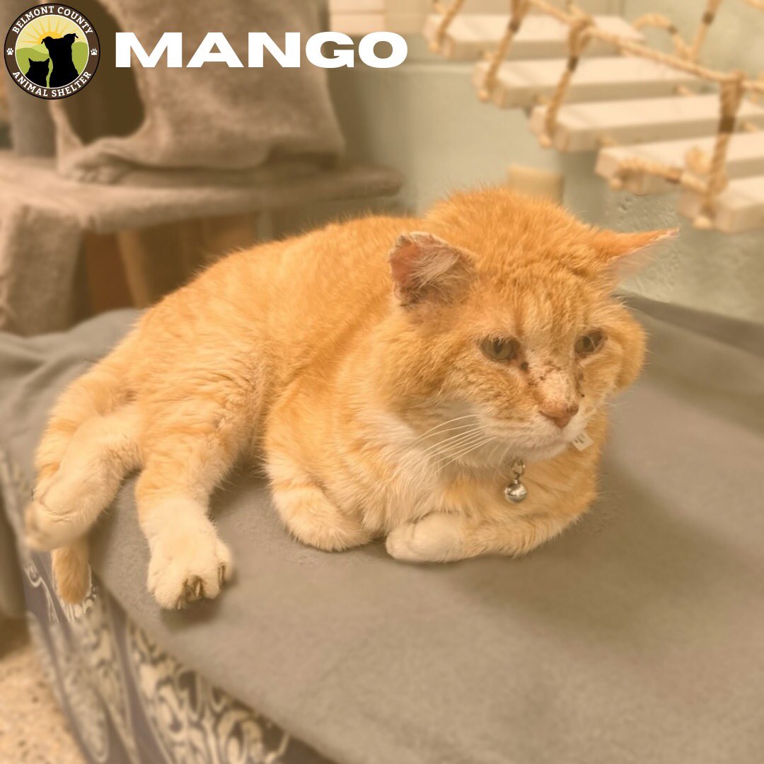 CountyBelmont's tweet photo. Hello all, my name’s Mango🥭! I’m a 3 year old small boy that came into the shelter as a stray a little while ago with some wounds, but I’m healing fine and am ready to find my furrever home. I am also very friendly and loving! https://t.co/UouwmNaSKT