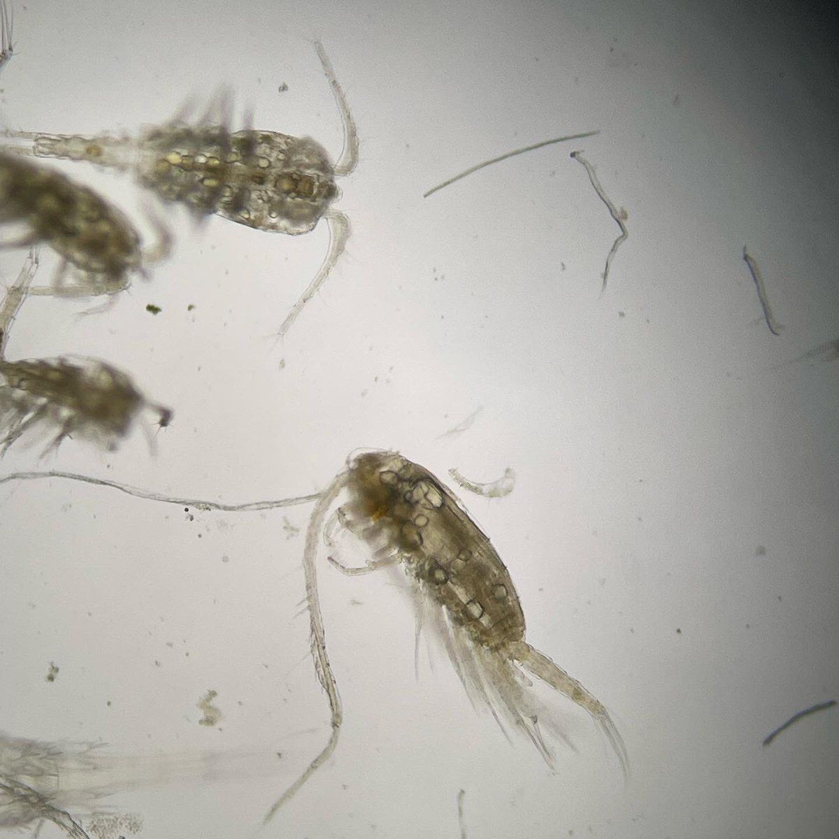 Taught a zoop lab this week. Brought back memories of picking thousands for #SIA. I don’t know what it is about #zoops but I just I just love looking at these guys under the scope!
#zooplankton #saskpolytech #scienceeducation #fisheries #fisheriesscience #biology #aquaticecology