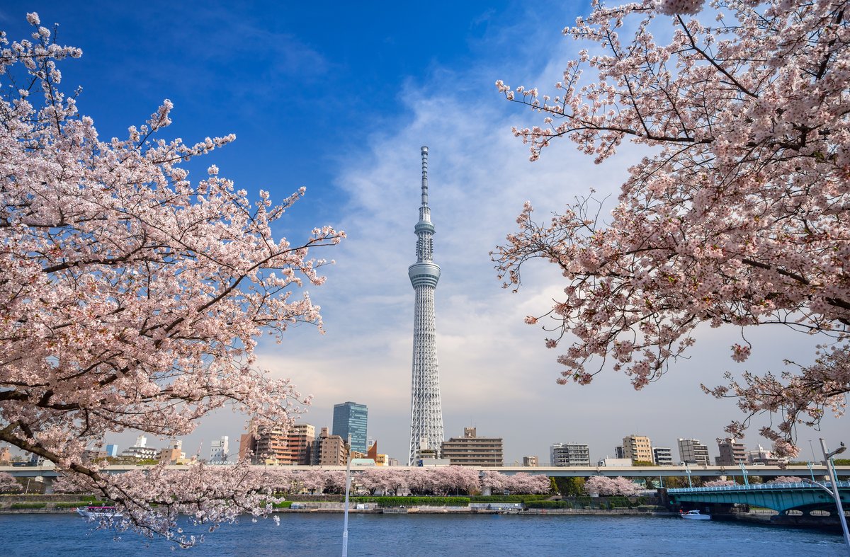 Tokyo_gov's tweet photo. #CherryBlossoms are a springtime highlight loved by Japanese people throughout history. #Tokyo hosts a vast number of viewing spots for these blossoms. Enjoy the colorful harmony of Tokyo’s scenery and cherry blossoms in these photos. https://t.co/5UuBi0dlNq