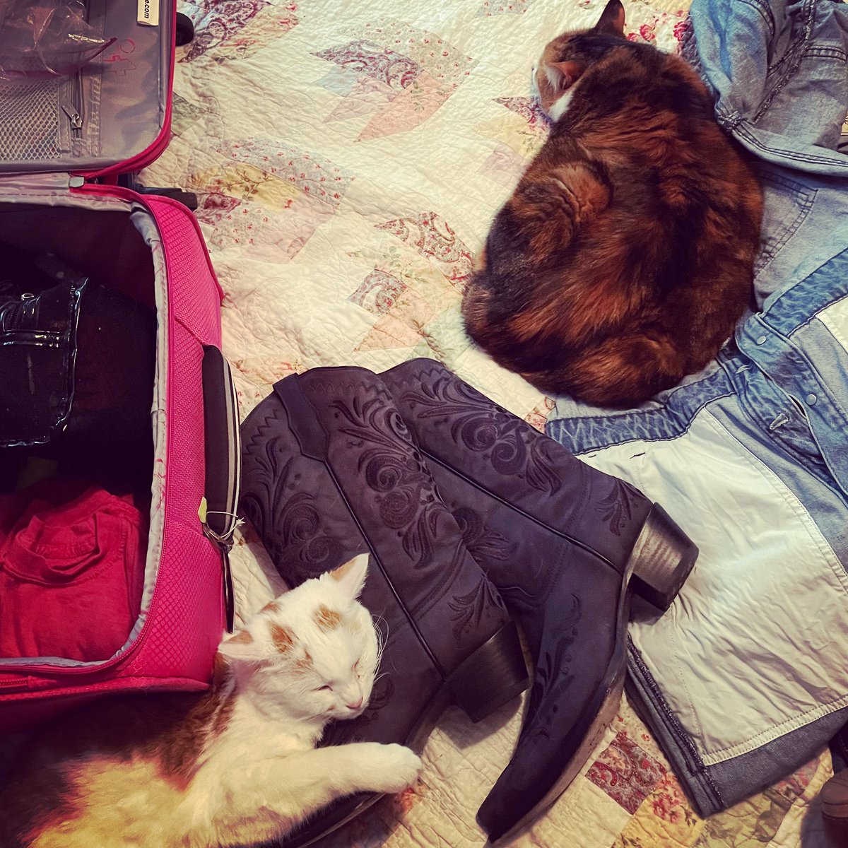 FiddlerBeckyB's tweet image. The kitties were helping me pack for this weekend’s show at Blue, Brew &amp;amp; ‘Que fest in @Uncork_Duplin County, NC
.
@PFI_Western 
.
#therealbootlife #pfiwestern #cowgirlboots #cowboyboots
.
#CallieAndHogg 🐈‍⬛🐈