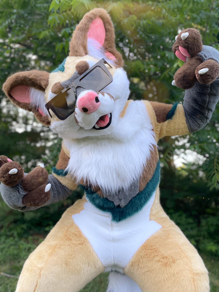 LoloFennec's tweet photo. So after much consideration, I’d decided to part with my cacomistle suit, Bassari. 

She’s a wonderfully made suit, very comfy to wear, but I just don’t connect with the character anymore.

Head fits up to 22 in. circumference, body fits someone 5’3” and up to 170lbs tops. https://t.co/utK9m4r8OX