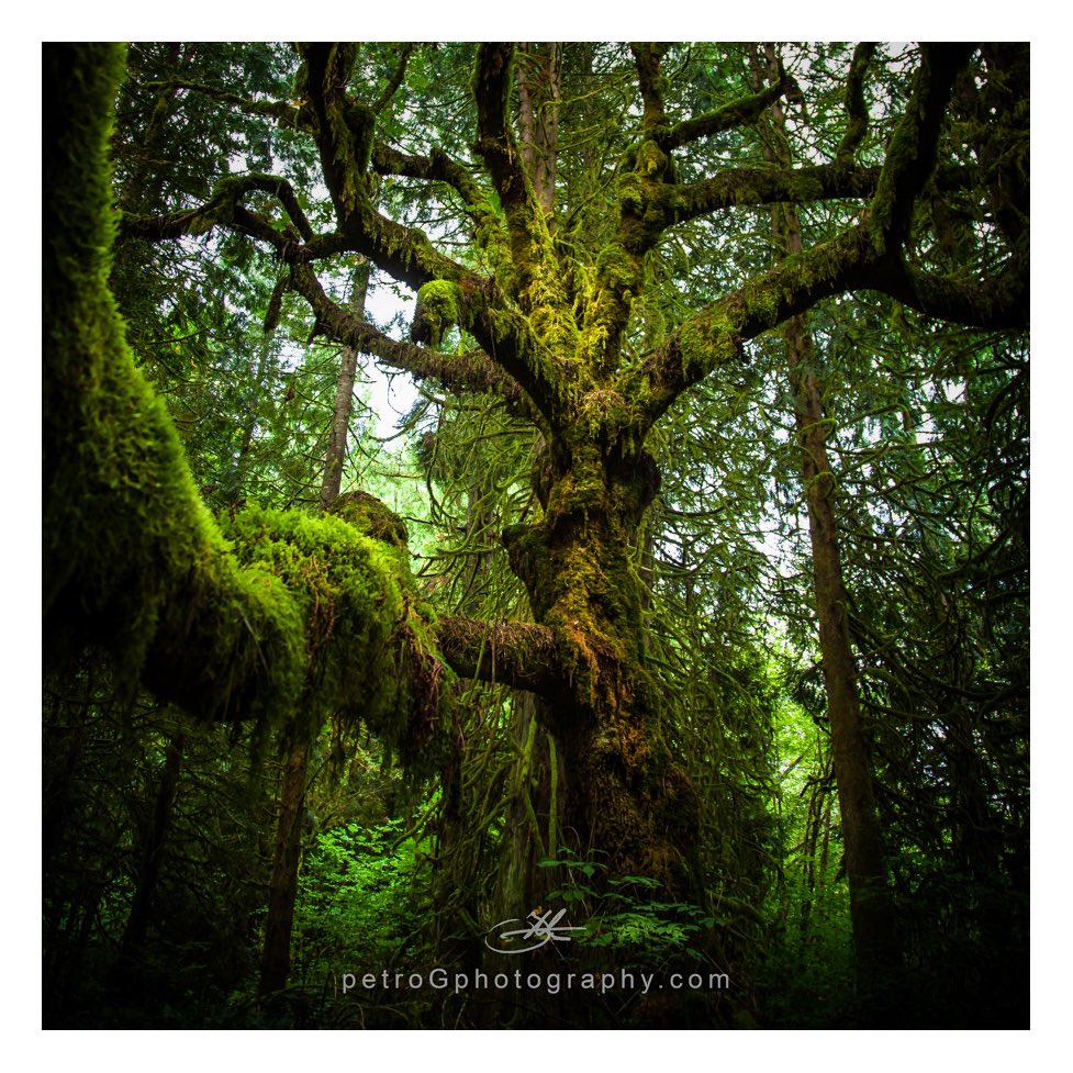 Live oak Tree

#photographylovers #canon5dmarkiv #forests #photographer #nature #trees