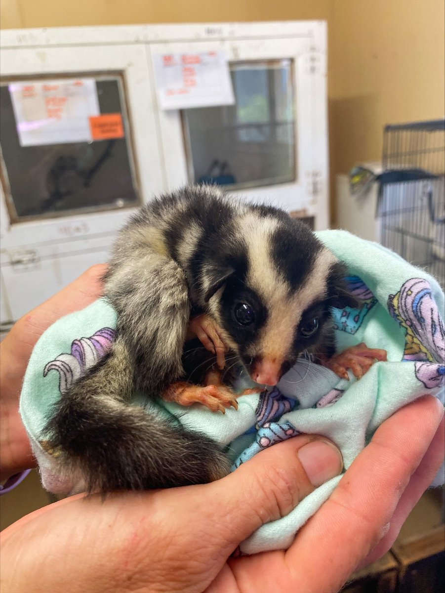Meet one of the most recent additions to our TARC family. This baby Striped Possum was found as an orphan and is currently being hand raised by our wildlife team until she is old enough to be released back into the wild. She is currently 76 grams!