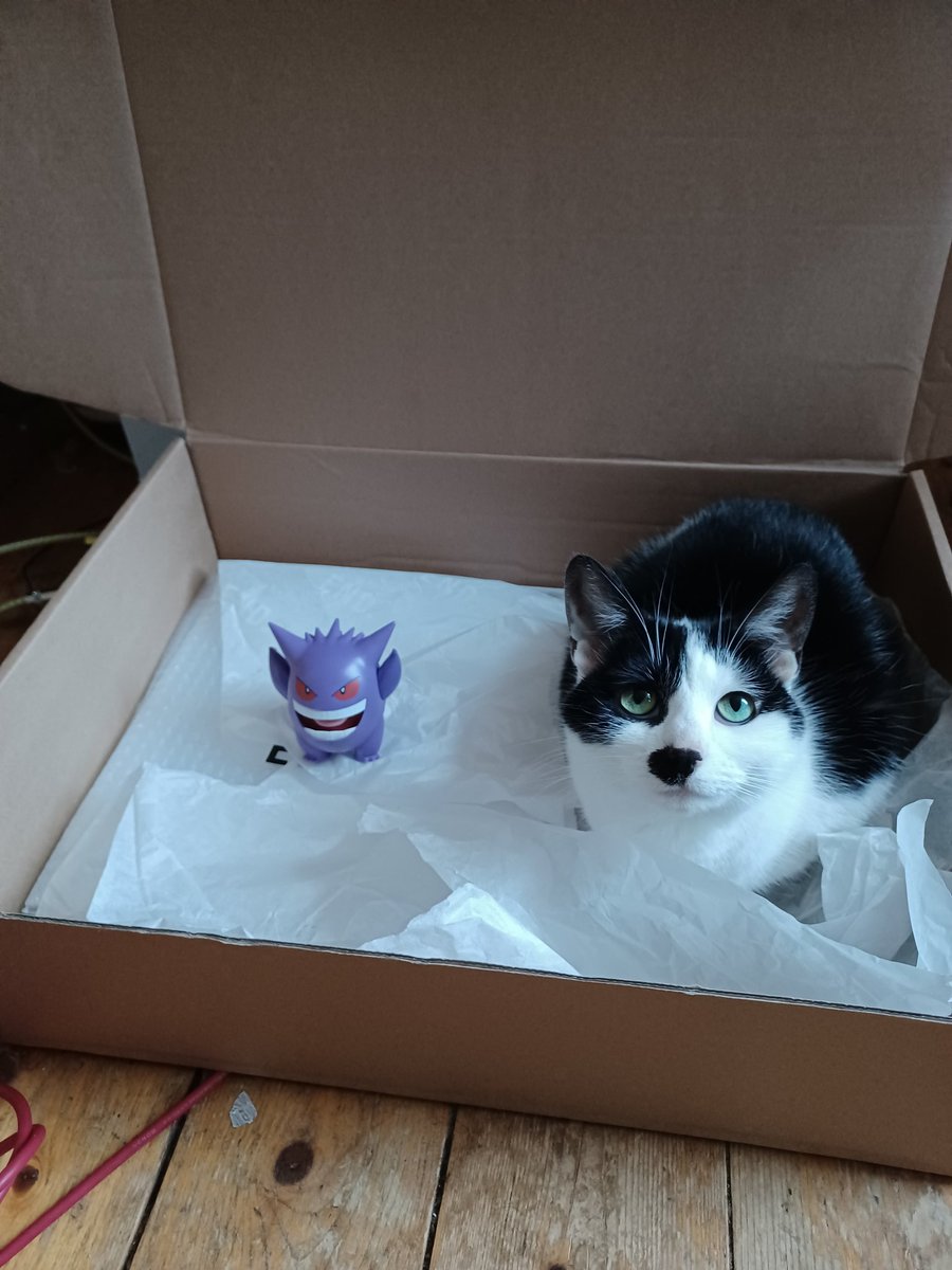 ushiscoffee's tweet photo. today is the sixth birthday of Ushi, the cat who made it all happen. please send her your best wishes https://t.co/7NLSn4HvBo