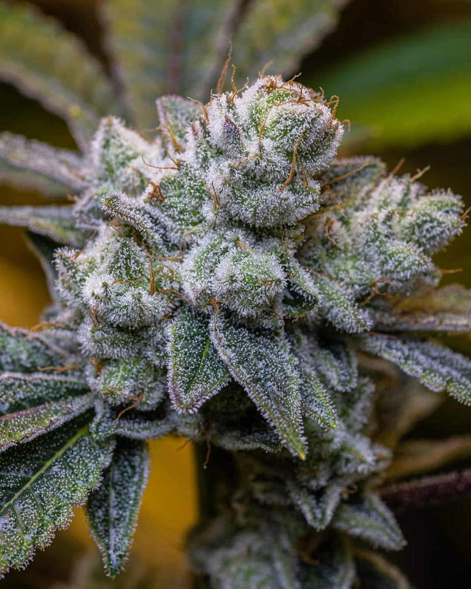 cannabishub's tweet photo. Looking pretty good!

📷 kdubbgrows

#maryjane #indica #sativa #weed #mmj https://t.co/BrkzzSHppm