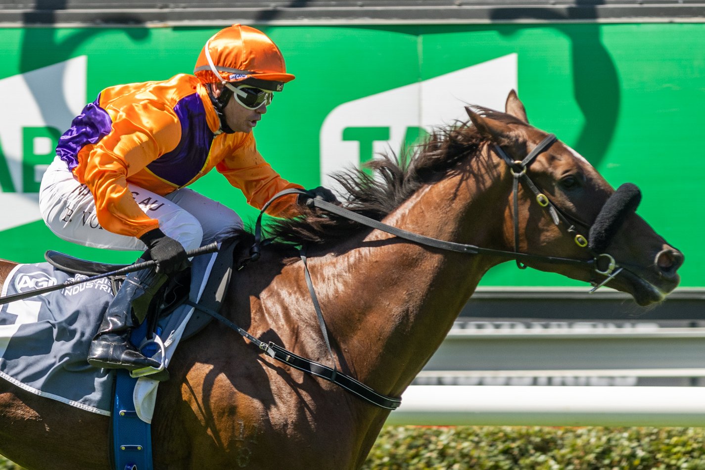 Racing SA on Twitter "After an eyecatching win on AdelaideCup day