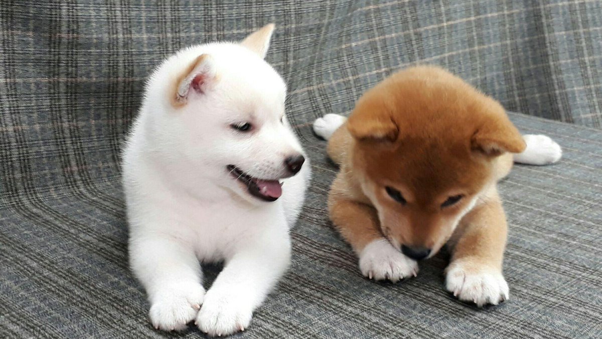 DogWhiteToken's tweet photo. @elonmusk You can support a @DogWhiteToken Game development team by#retweeting
Dogwhite it's based on a $Waves network
https://t.co/DUzgEz2kyT
$BTC $DOGE $SHIB $XRP $ETH $BNB $LTC $APE $KIBA $VRA $KDA $ICP $XMR $SAND $EGLD $VET $FTM $FIL $KLAY $AXS $XTZ $THETA $RUNE $FTT $LEO $ETC $XLM https://t.co/1lrZUl4Z3T