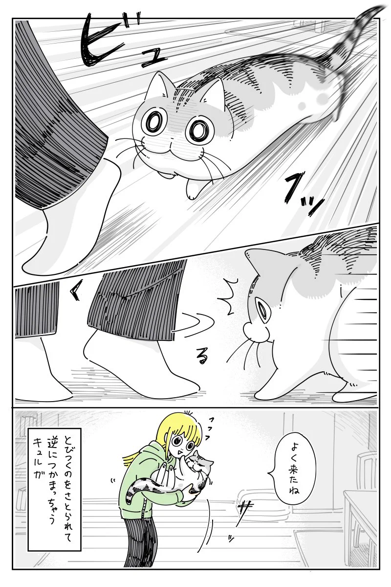ねこ　