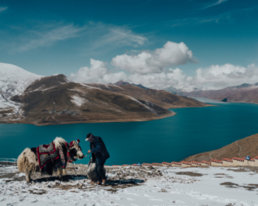 雪后的羊湖
在银装素裹的山脉及湛蓝的天空映衬下
显得格外晶莹剔透、静谧、圣洁。