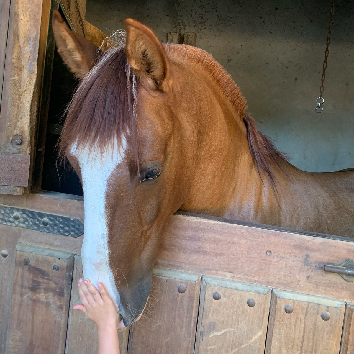 Amistad &amp; confianza ❤️🐴
#palmasdepeñaflor