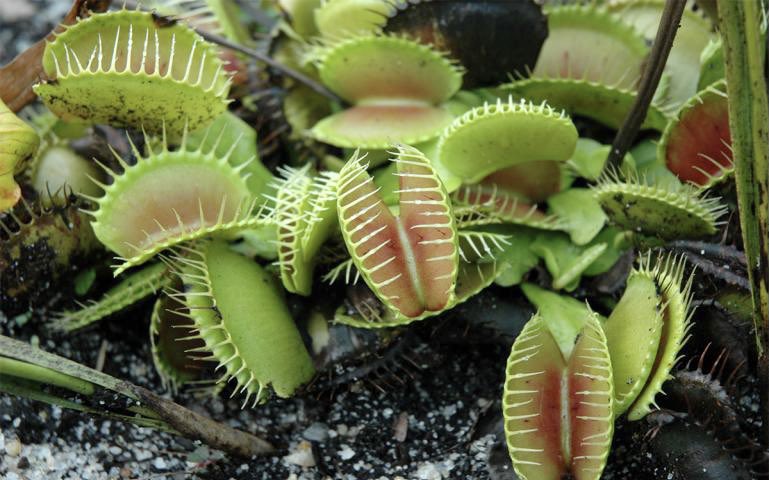 NCmuseumhistory's tweet photo. Bet our State Carnivorous Plant is more intense than your State Carnivorous Plant 😱 https://t.co/9DHLoFlUo0