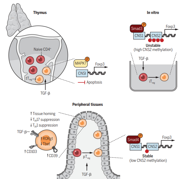 Science Immunology (@sciimmunology) on Twitter photo Manipulating the way TGF-β interacts with regulatory T cells to develop disease therapies will be a goal for future research, predict @MoreauJoshua, <a href="/Treg_Mike/">Michael Rosenblum</a> and <a href="/Zihai/">Zihai Li, MD, PhD</a> in a new Review. fcld.ly/0iogvwb Manipulating the way TGF-β interacts with regulatory T cells to develop disease therapies will be a goal for future research, predict @MoreauJoshua, <a href="/Treg_Mike/">Michael Rosenblum</a> and <a href="/Zihai/">Zihai Li, MD, PhD</a> in a new Review. fcld.ly/0iogvwb