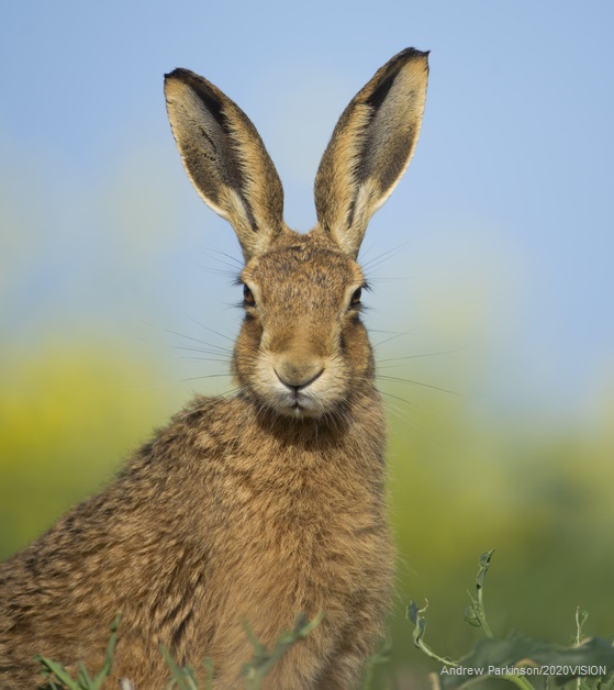 FarmWildlifeUK tweet picture