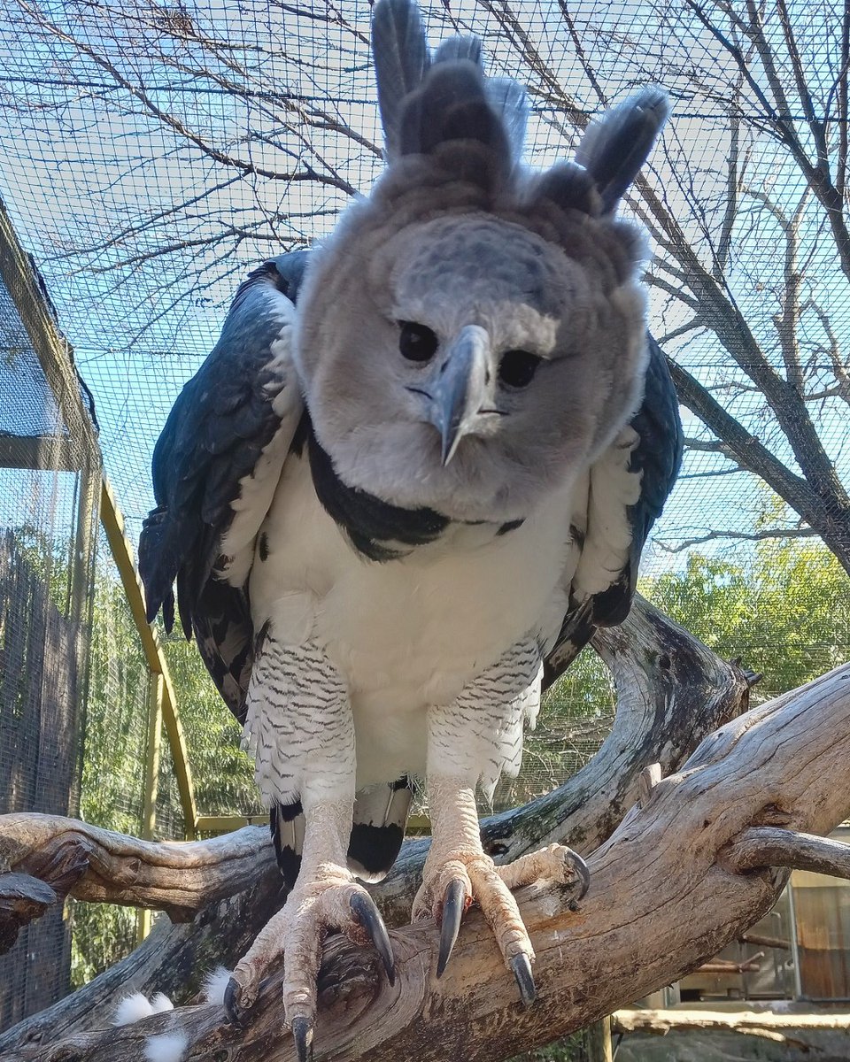 Dallas Zoo on X: Did you know that a harpy eagle's talon is bigger than a  grizzly bear's paw? 😮 This fun fact is brought to you by our resident harpy  eagle