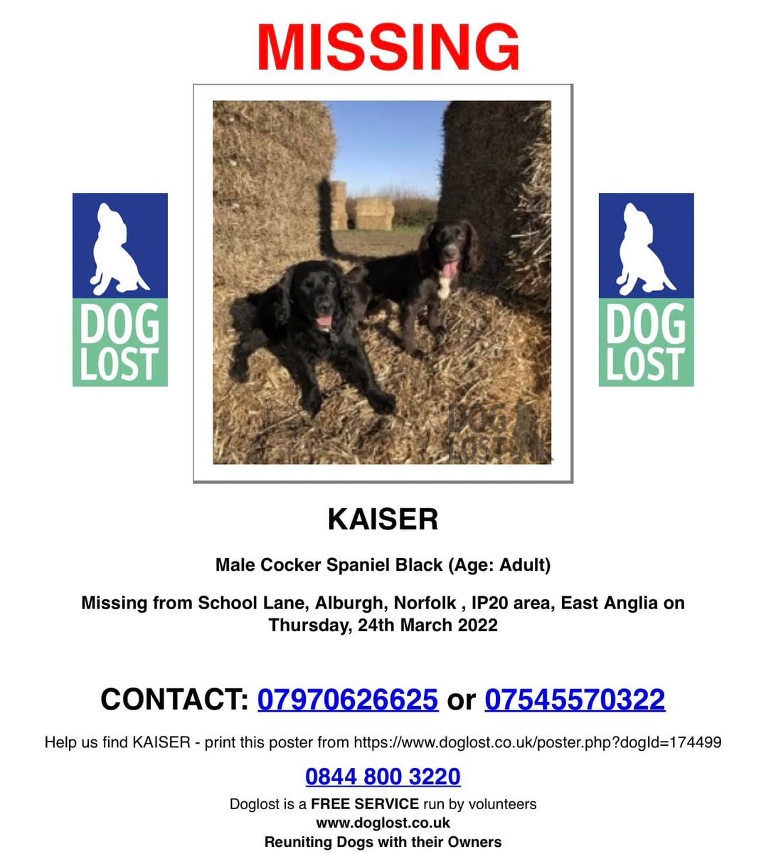 DogLost Norfolk Suffolk & Cambridgeshire tweet media