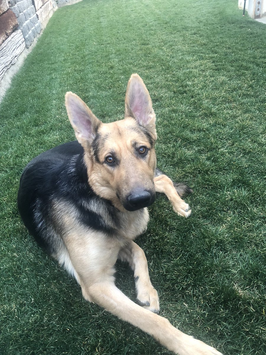 Pryor7Joe's tweet photo. HAPPY NATIONAL DOG DAY CHASE!!! https://t.co/9Zx5rYBgTI
