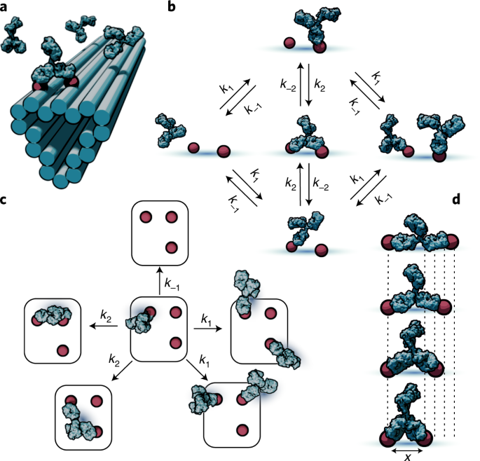 Stochastic modeling of antibody binding predicts programmable migration on antigen patterns dlvr.it/SMK06q nanotechnology