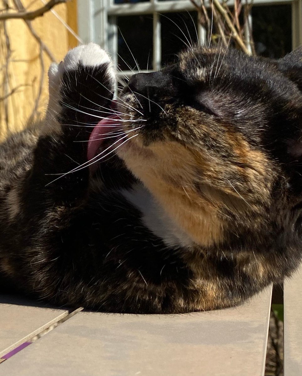 Weega - this lovely girl is a very friendly lap cat who adores receiving lots of strokes and attention 💕 <a href="/GrantchesterUK/">Grantchester</a> <a href="/SouthCambs/">South Cambridgeshire District Council</a>