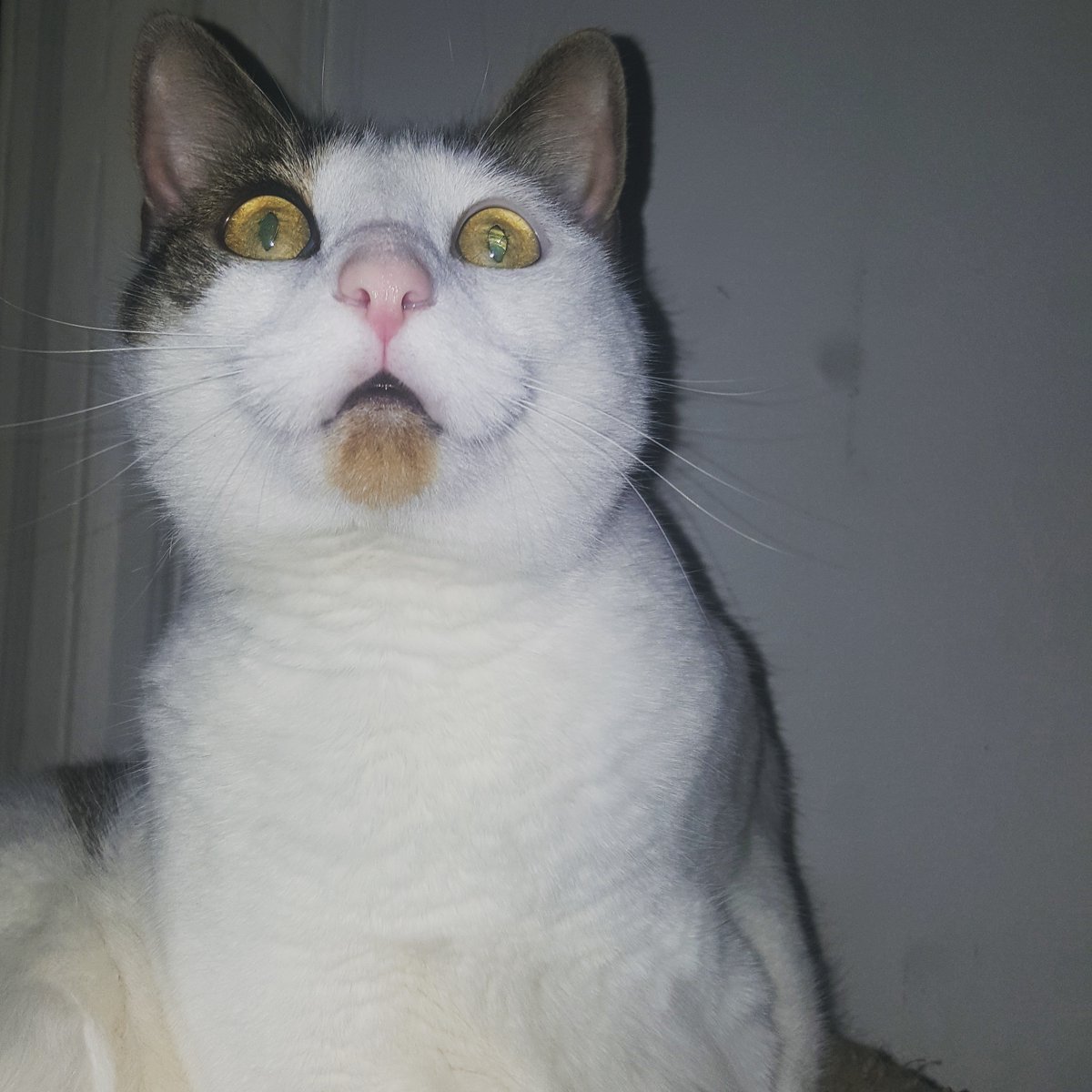 TheCatMalice's tweet photo. @toby_rules1 @LittleMaineCoon @AmandaSmokeyIs1 @GeneralCattis @ridley_aka @Ophur_Cat @BengalPandora @MaineCoonCatsOH @JusticeToAll @1Tough_Sheltie @mitsy2714 @Robin2020Rockin Okay, I waits. ~Phantom #gotee https://t.co/Kwo1X2HJlz