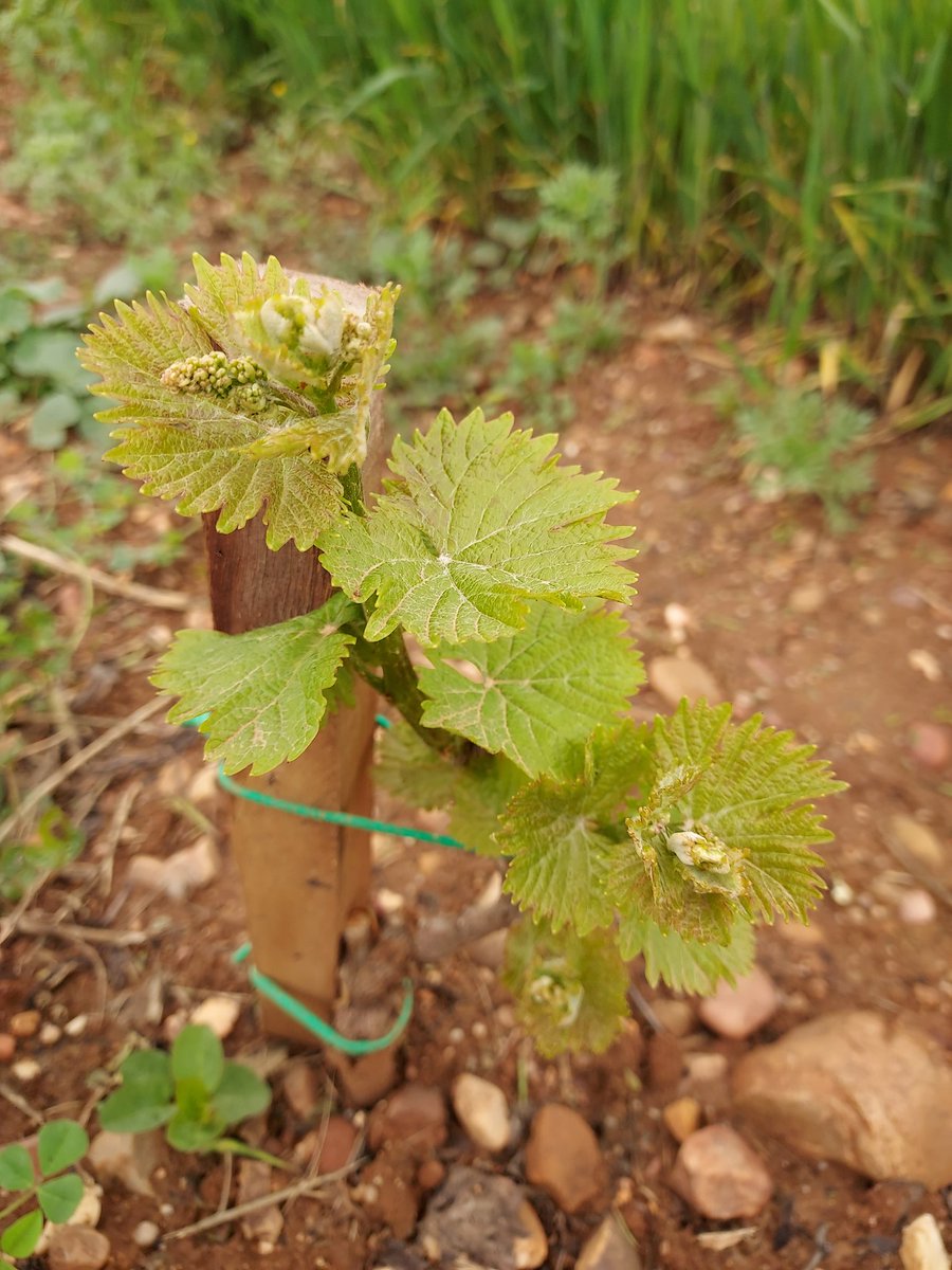 DiazJoseda's tweet photo. 🗣🗣 2ª hoja para esta viña!! 

Ya asoma algún racimo flamenco 💃💃
Este año le quitaremos la fruta 🍇 🍇 para que la planta haga raíz y desarrolle, y en 3ª hoja vendimiaremos las primeras uvas.

Además, buenas noticias con 54 litros la semana pasada y 31 esta = 85 mm. https://t.co/YSqt0Hzd66