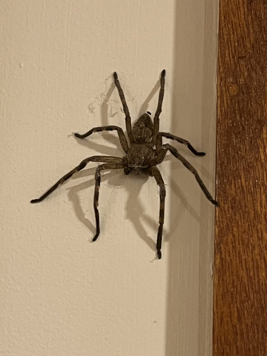 wapple15's tweet photo. @DavidAlper1 So this was something to be dealt with before leaving the house Friday morning in #Canberra but still #InsectThursday for you David. Captured safely in the #SpiderBox which it did not want to leave so left said box in the back yard…😆 #Huntsman 🕷 https://t.co/JH7BrDvsro