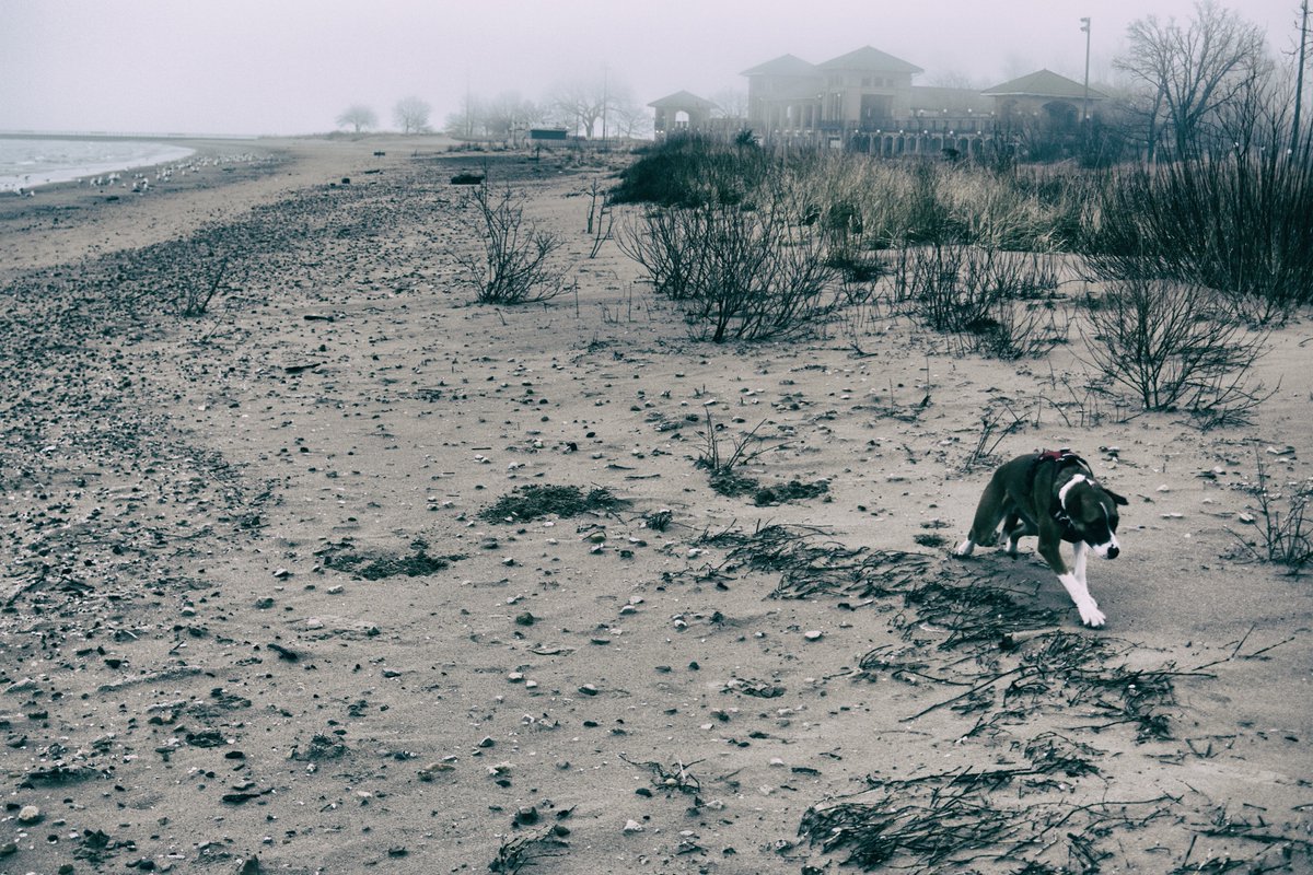 Beto the dog prowling around at 63rd Street Beach Chicago #chicago