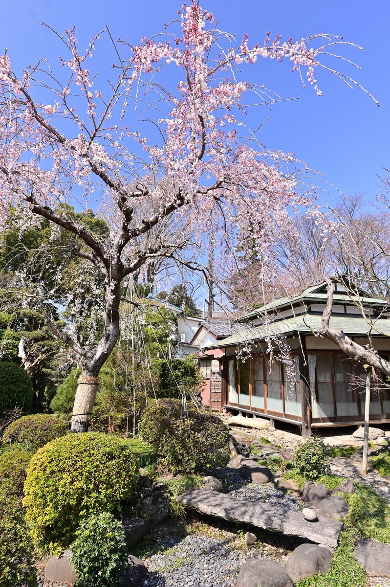 LBerrydol's tweet photo. しだれ桜！
いつも写真を撮るお宅の庭にあるしだれ桜
※加工は縮小のみ
Z 14-24mm f/2.8 S
Z 24-70mm f/2.8 S
#nikon #nikonz6 #Z6 https://t.co/QjxCp3uIlq