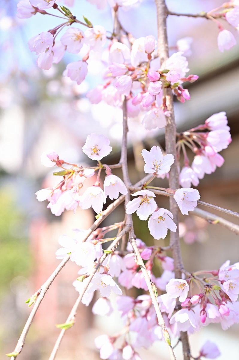 LBerrydol's tweet photo. しだれ桜！
いつも写真を撮るお宅の庭にあるしだれ桜
※加工は縮小のみ
Z 14-24mm f/2.8 S
Z 24-70mm f/2.8 S
#nikon #nikonz6 #Z6 https://t.co/QjxCp3uIlq