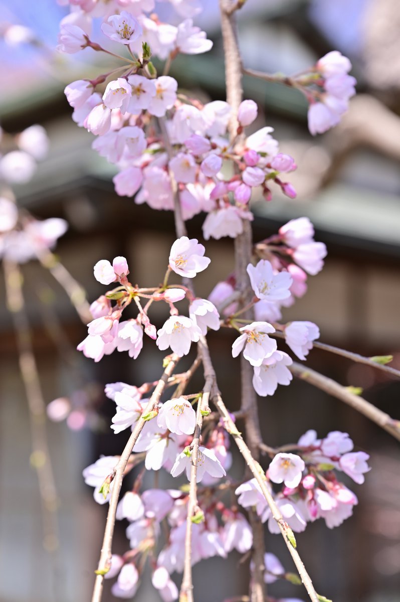 LBerrydol's tweet photo. しだれ桜！
いつも写真を撮るお宅の庭にあるしだれ桜
※加工は縮小のみ
Z 14-24mm f/2.8 S
Z 24-70mm f/2.8 S
#nikon #nikonz6 #Z6 https://t.co/QjxCp3uIlq