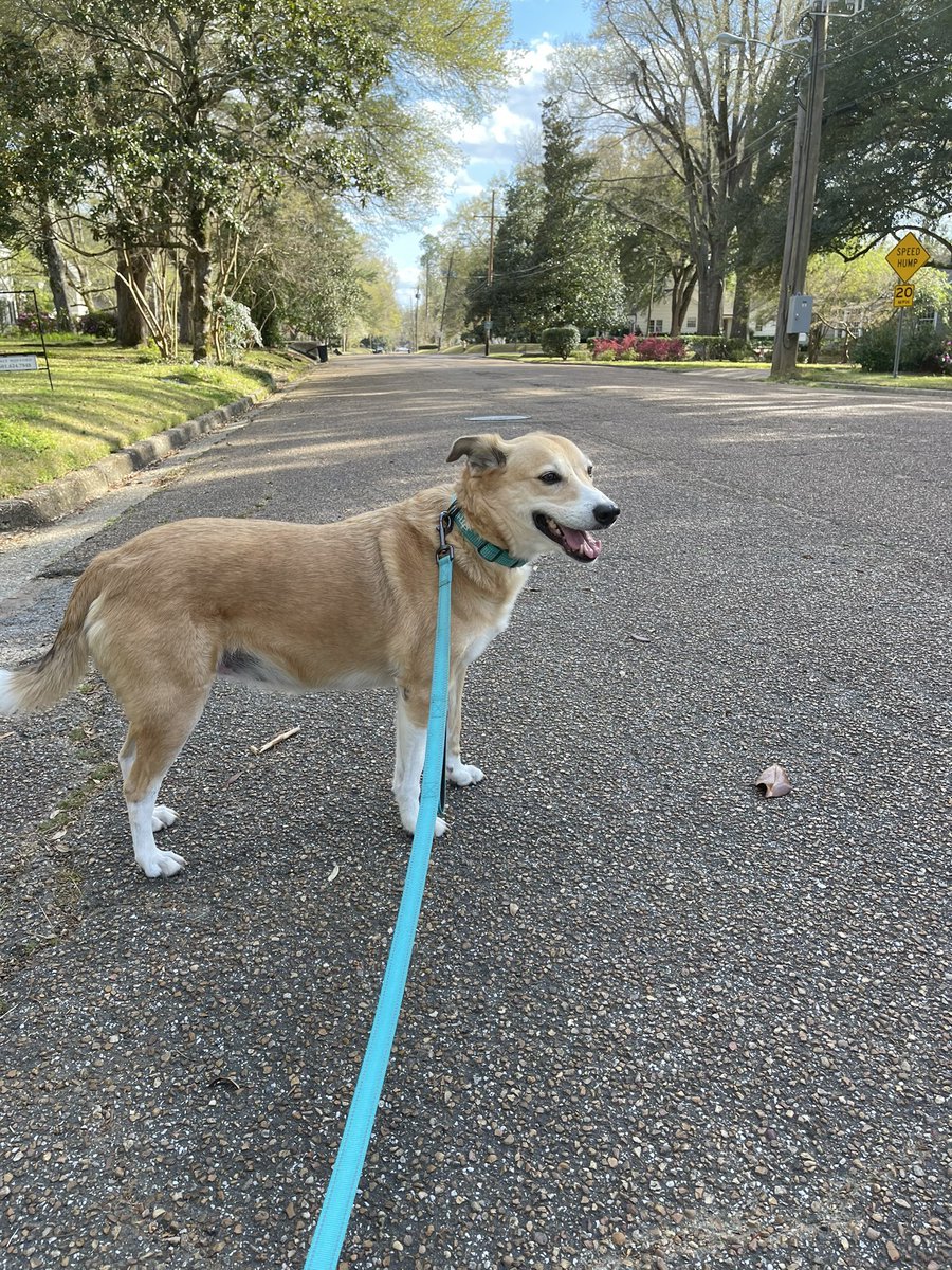 Ethel wishes she could go with me to <a href="/DwhiteDaniel/">Daniel White</a>’s Humanities Award lecture tonight at @MissCollege. In its place, she’s settling for a walk before I head back.