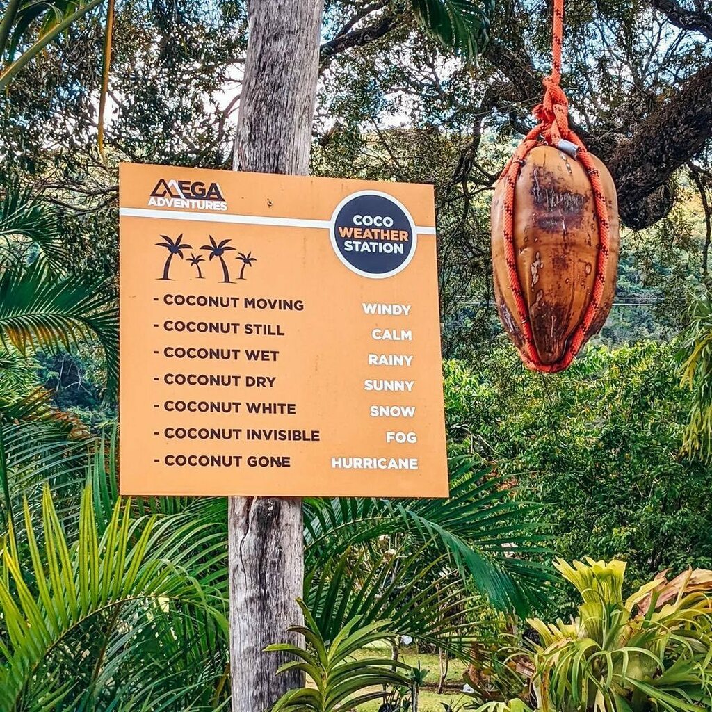 megaadventuredr's tweet photo. Repost from @allyxpassmore
•
amber cove 🇩🇴 pt. 3

☸ after lunch, Fabio gave us a very informed tour of the flora native and special to that area of the dominican republic. we were shown how Malin makes organic coffee and chocolate powder from the coffee bean and cacao trees … https://t.co/l9COecsPlA